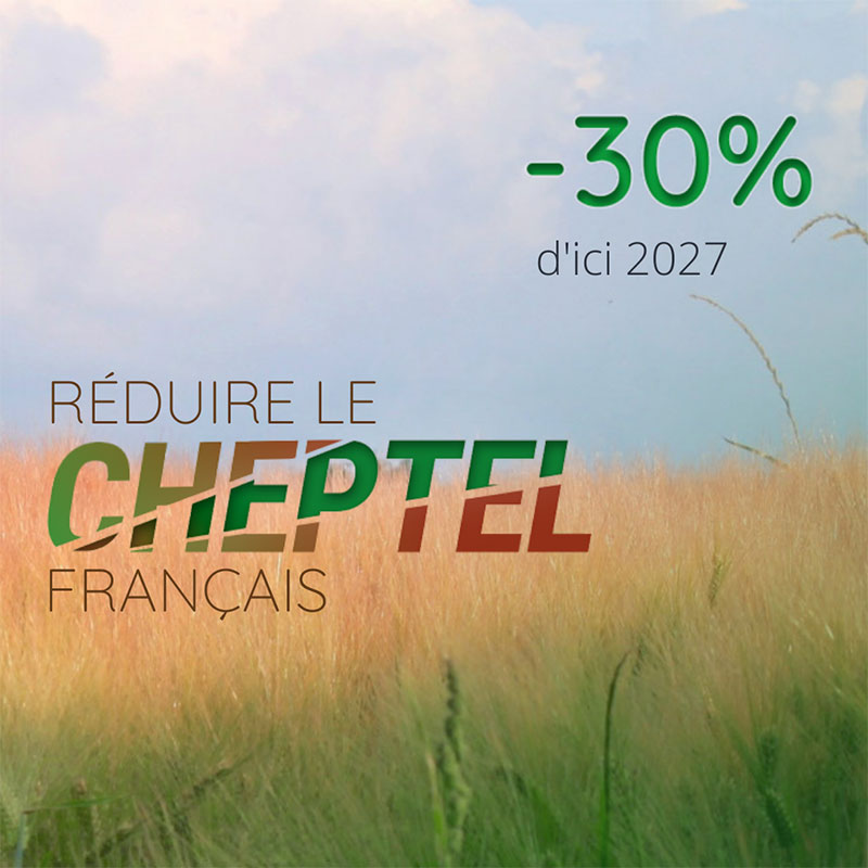 Réduire le cheptel français, -30% d'ici 2027